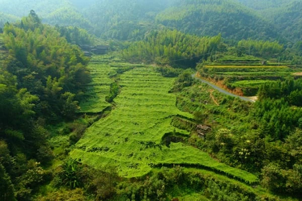 Huacheng Biotech - monk fruit Sweetening Solution Expert