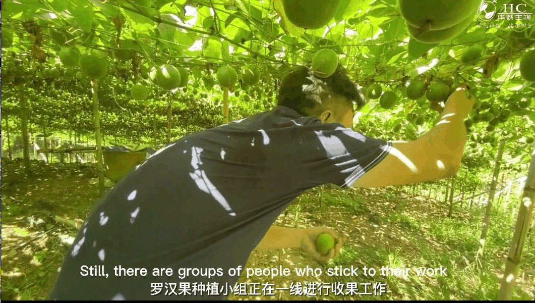My monk fruit and I-Perseverance at 37 degrees